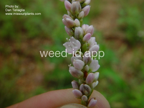 smartweed, Pennsylvania